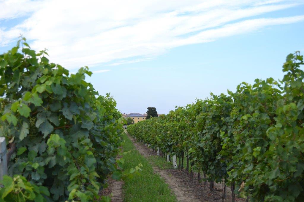ADRIANA ZAMBON VINI — foto 2